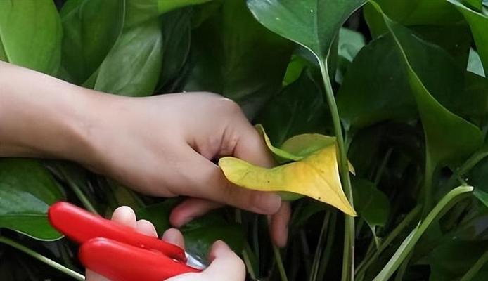 绿萝分枝的正确方法是什么？如何促进绿萝快速分枝？
