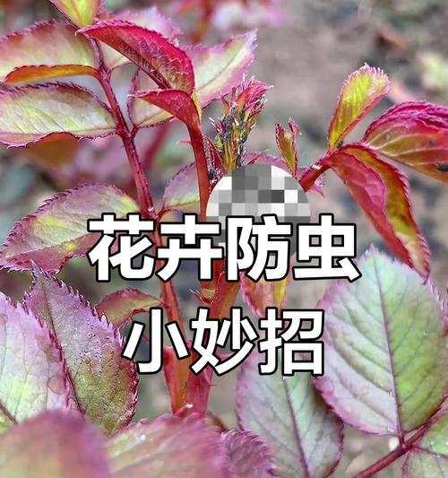 花卉上长虫子如何有效防治？