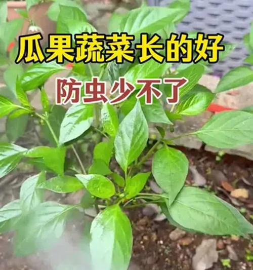 花卉上长虫子如何有效防治？