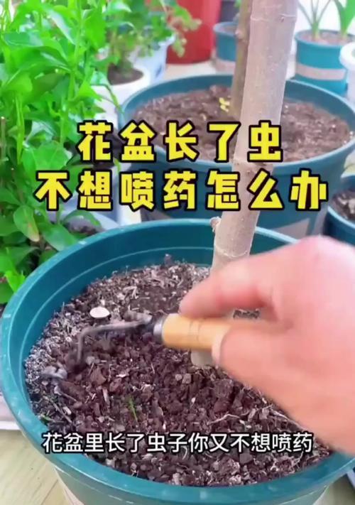 花卉上长虫子如何有效防治？