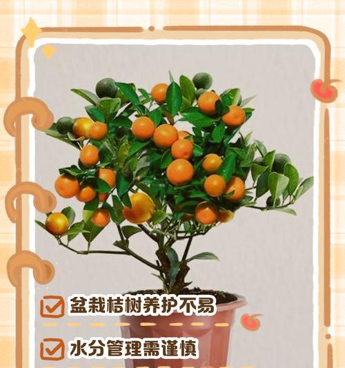 盆景橘子树怎么养殖？盆景橘子树的养护方法和注意事项是什么？