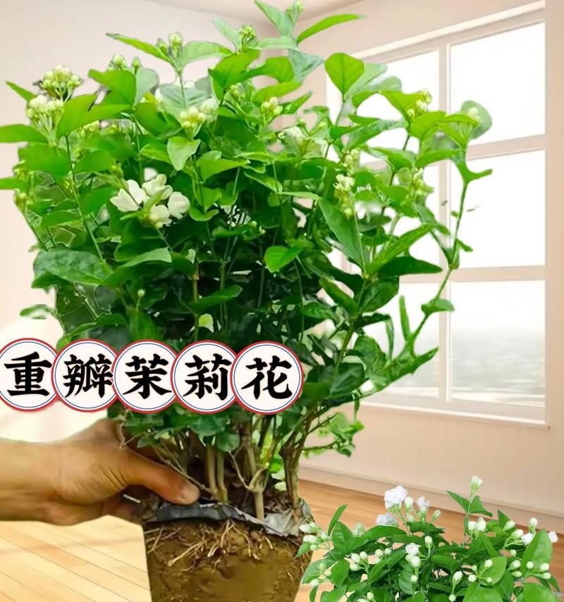 茉莉花施肥的最佳时机是什么时候？茉莉花施肥的正确方法是什么？