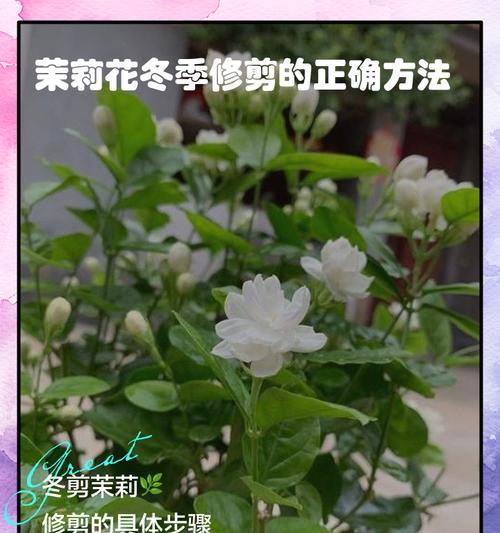 茉莉花施肥的最佳时机是什么时候？茉莉花施肥的正确方法是什么？