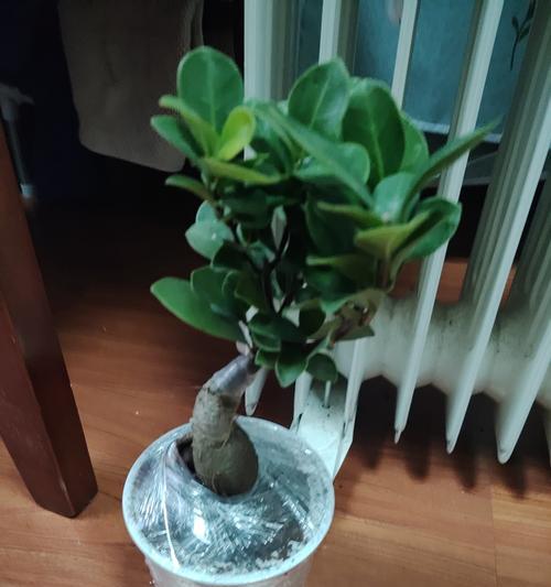 扦插榕树枝制作盆景的步骤？