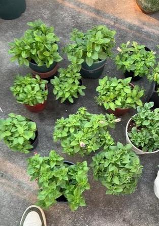 矮牛植物的种植方法和注意事项有哪些？