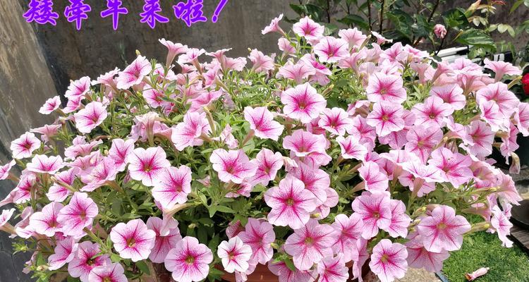 矮牛植物的种植方法和注意事项有哪些？
