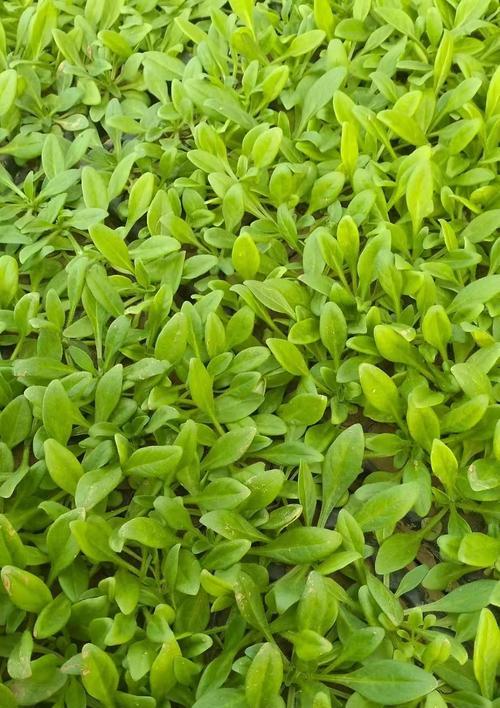 矮牛植物的种植方法和注意事项有哪些？