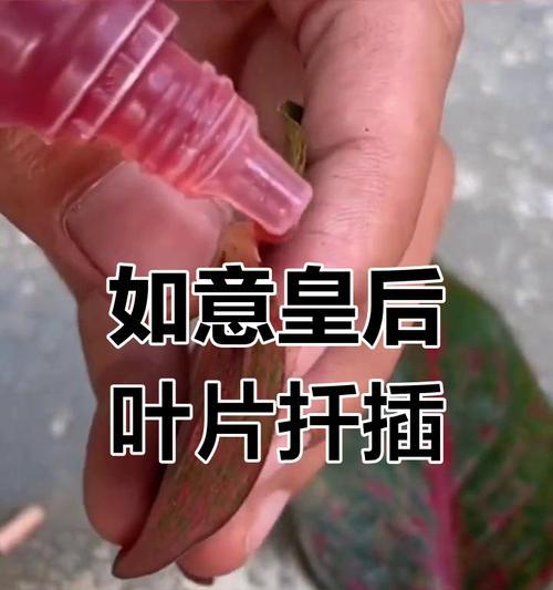 如意的养殖方法是什么？如何让如意的叶片更加翠绿？