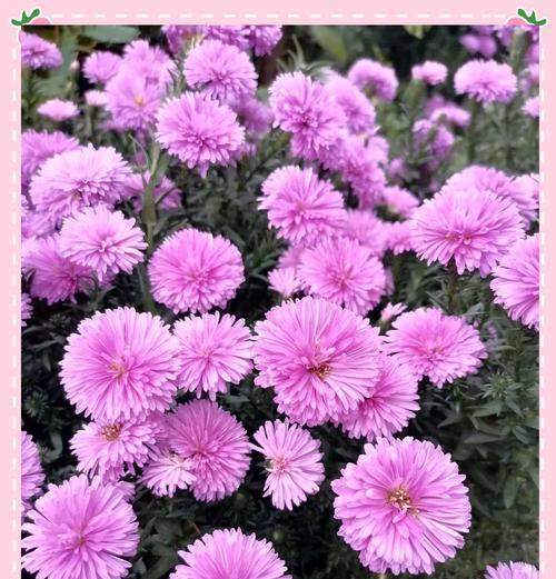 秋天适合养什么花卉？如何选择秋季花卉？