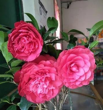 秋天适合养什么花卉？如何选择秋季花卉？