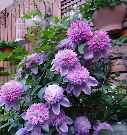秋天适合养什么花卉？如何选择秋季花卉？