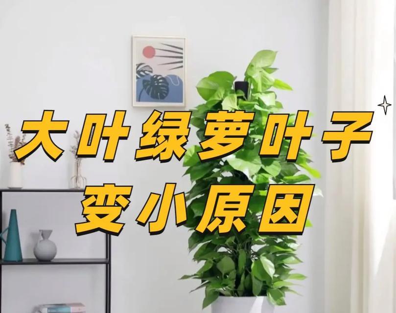 怎么使绿萝叶子变大？有哪些有效的方法？