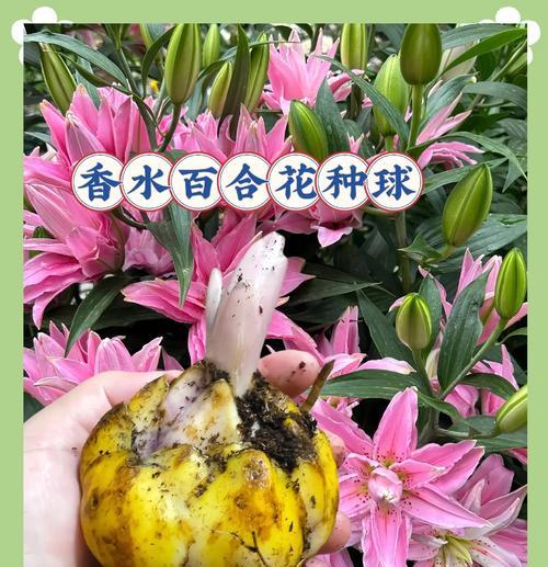 百合花球种植的最佳时机和方法是什么？