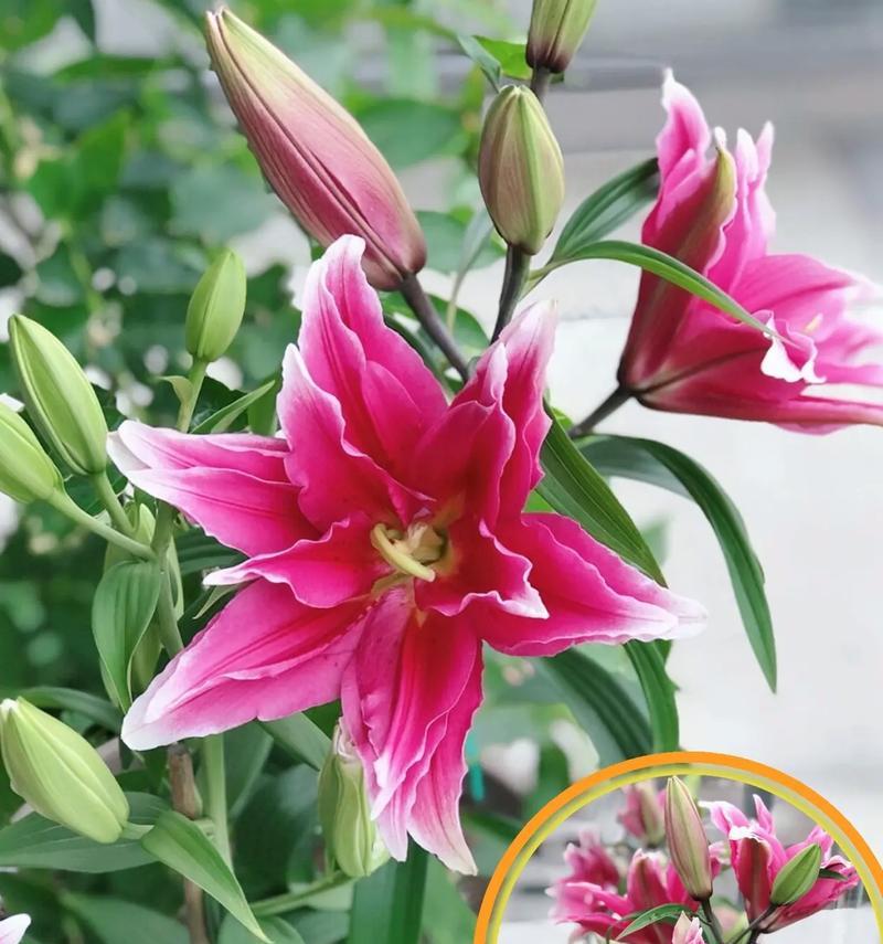 百合花球种植的最佳时机和方法是什么？