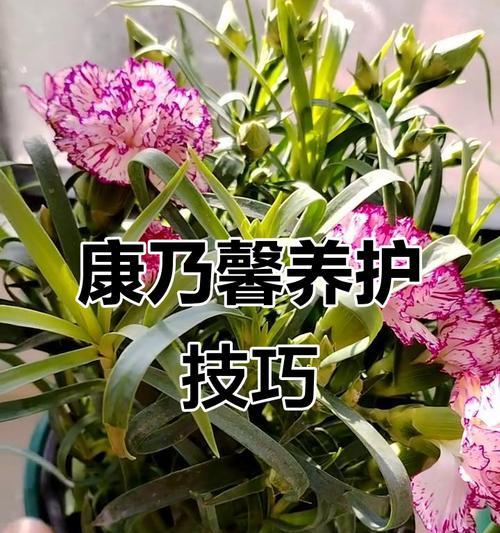 康乃馨的正确养殖方法是什么？