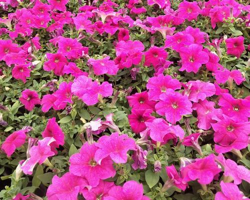 矮牛植物的种植步骤和注意事项是什么？