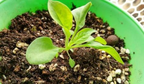 矮牛植物的种植步骤和注意事项是什么？