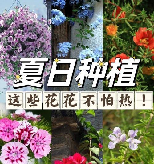 矮牛植物的种植步骤和注意事项是什么？