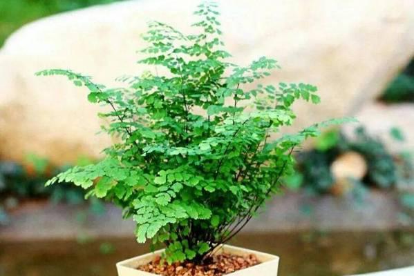春天的绿色植物有哪些？春天种植绿色植物的好处是什么？