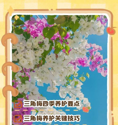 四季都能开花的花卉有哪些？四季常开花卉的养护要点是什么？
