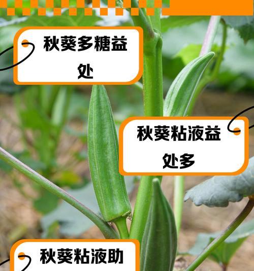 秋葵剪枝的方法是什么？如何保证秋葵的生长？