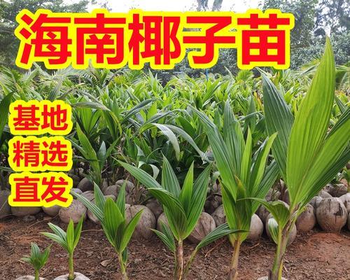 椰子树的养护要点有哪些？怎样模拟其自然生长环境？