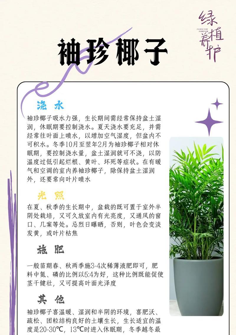 椰子树的养护要点有哪些？怎样模拟其自然生长环境？