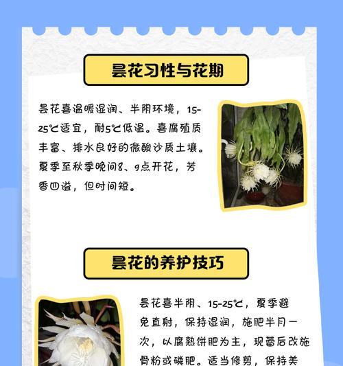 昙花的养殖技巧有哪些？