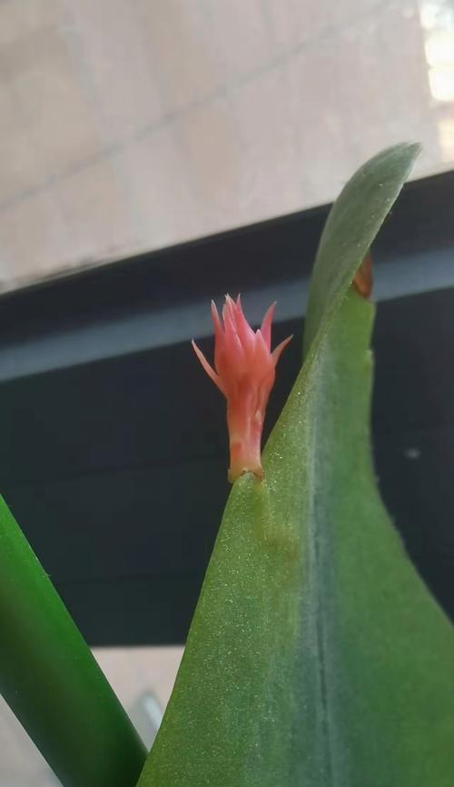 昙花的养殖技巧有哪些？