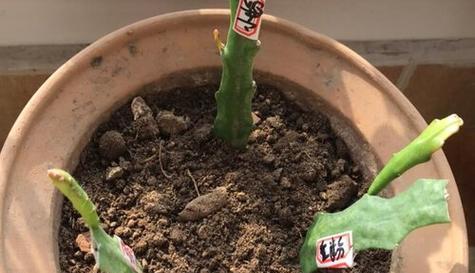 昙花的养殖技巧有哪些？