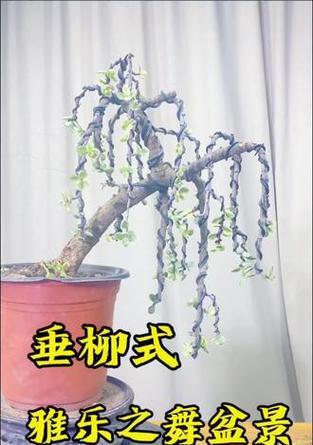 雅乐之舞的修剪造型技巧有哪些？
