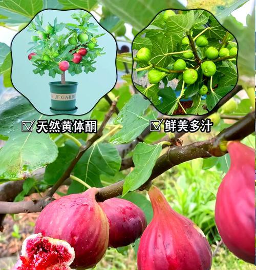 无花果换盆的最佳时机和方法是什么？