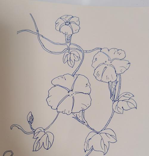 牵牛花的养护方法是什么？如何让牵牛花开得更美？
