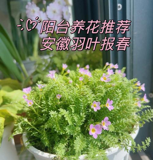 叶牡丹怎么养？养殖的秘诀是什么？