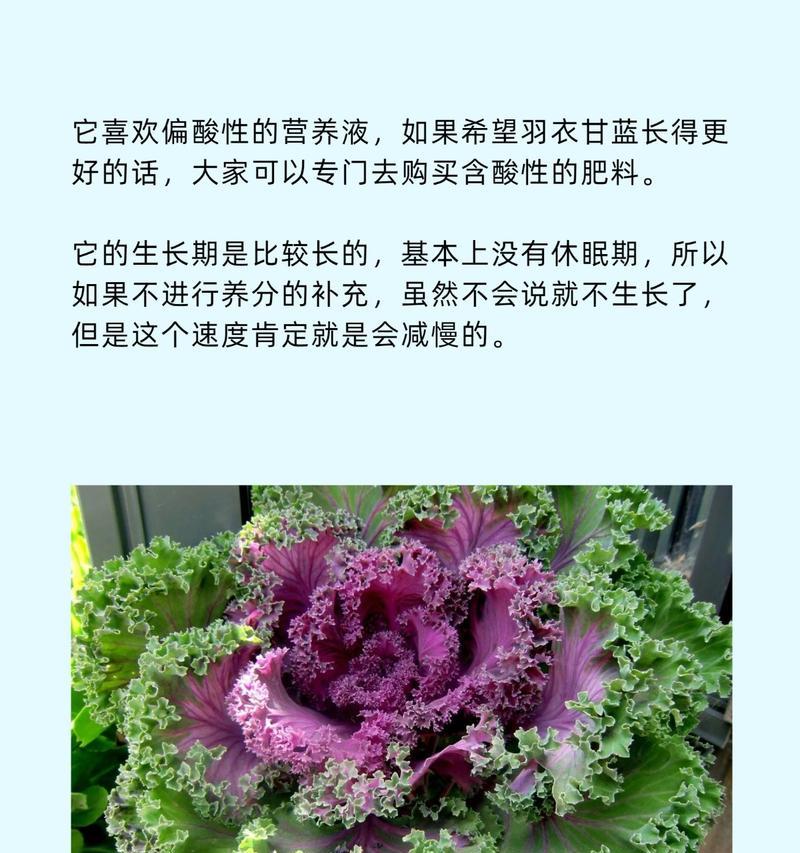 叶牡丹怎么养？养殖的秘诀是什么？