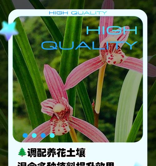 树兰花的养殖方法是什么？如何处理其生长中的问题？