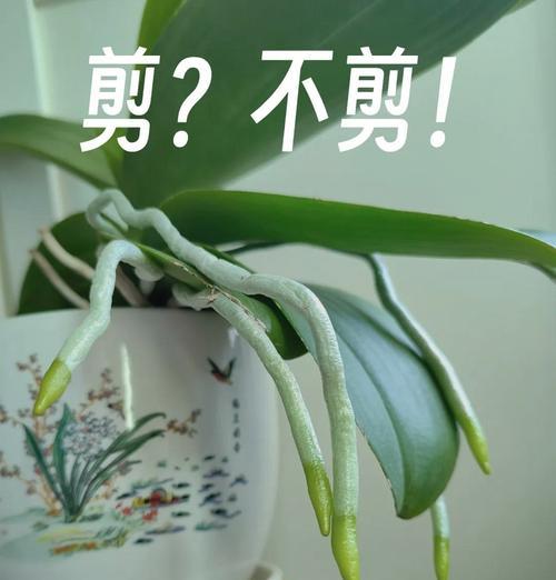 树兰花的养殖方法是什么？如何处理其生长中的问题？