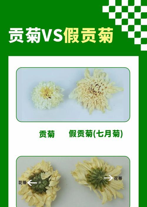 食用菊花有哪些品种？如何选择食用菊花品种？