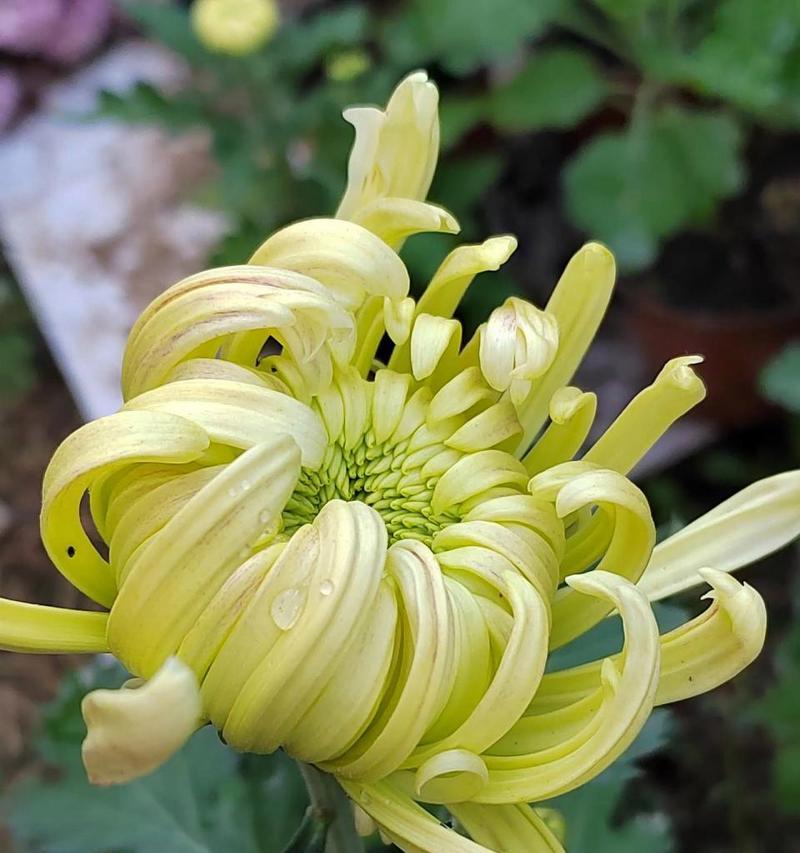 食用菊花有哪些品种？如何选择食用菊花品种？