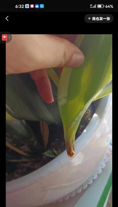 虎皮兰发黄的解决方法是什么？