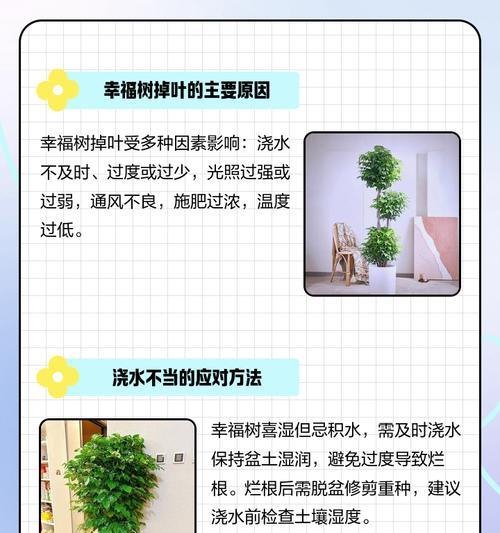 幸福树叶子干枯的原因及解决方法是什么？