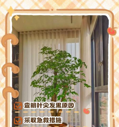幸福树叶子干枯的原因及解决方法是什么？