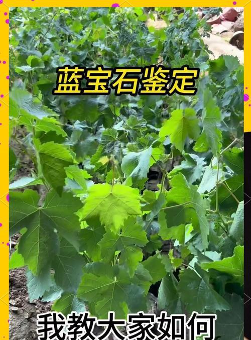 蓝宝石花的养殖方法有哪些？