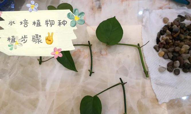 芋头花种植步骤有哪些？