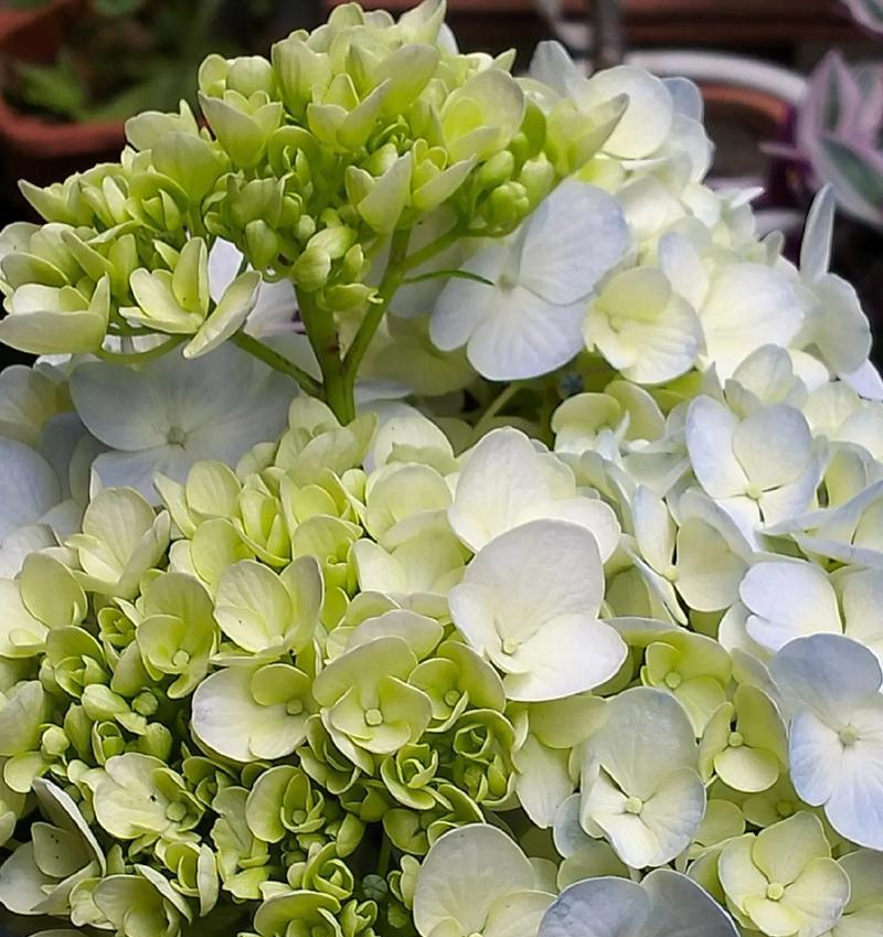 白色绣球花有哪些品种？白色绣球花的主要品种有哪些？