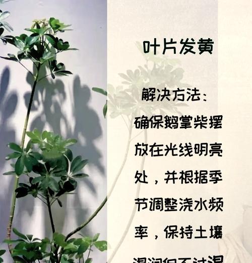 鸭脚木的养殖方法有哪些？