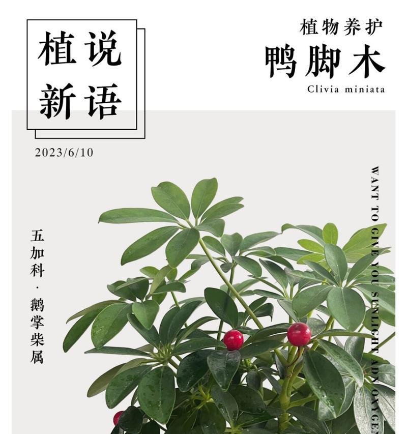 鸭脚木的养殖方法有哪些？