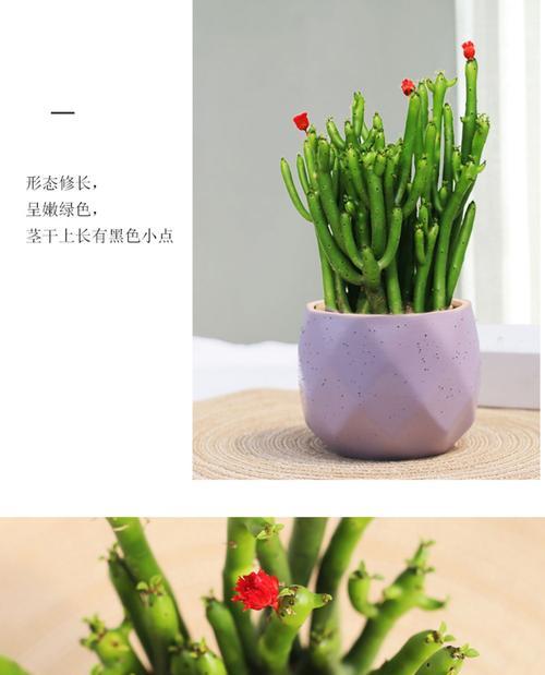 膨珊瑚怎么扦插？膨珊瑚扦插的正确步骤是什么？