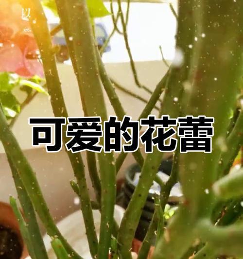 膨珊瑚怎么扦插？膨珊瑚扦插的正确步骤是什么？