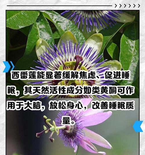 西番莲的养殖技巧是什么？如何让西番莲茁壮成长？